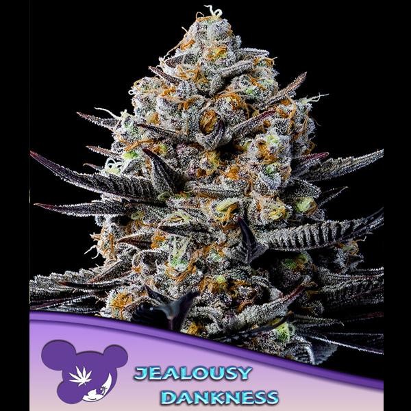 Jealousy Dankness fem. Anesia