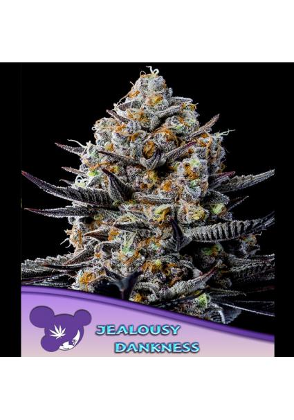 Jealousy Dankness fem. Anesia