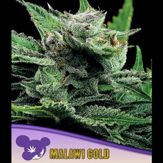 Malawi Gold fem. Anesia
