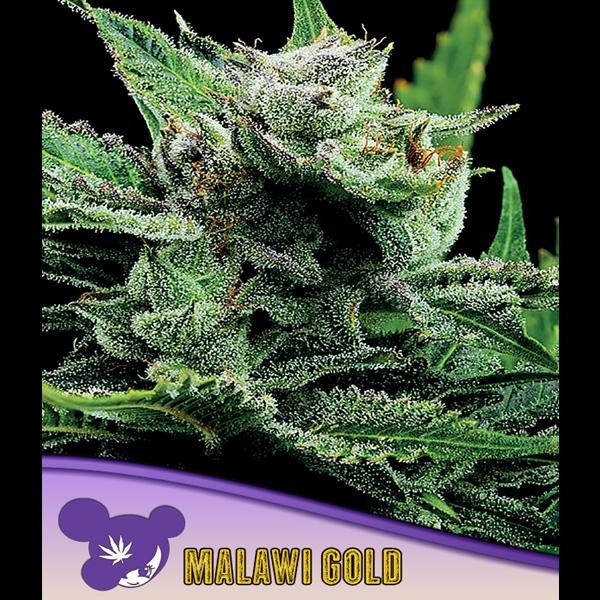 Malawi Gold fem. Anesia