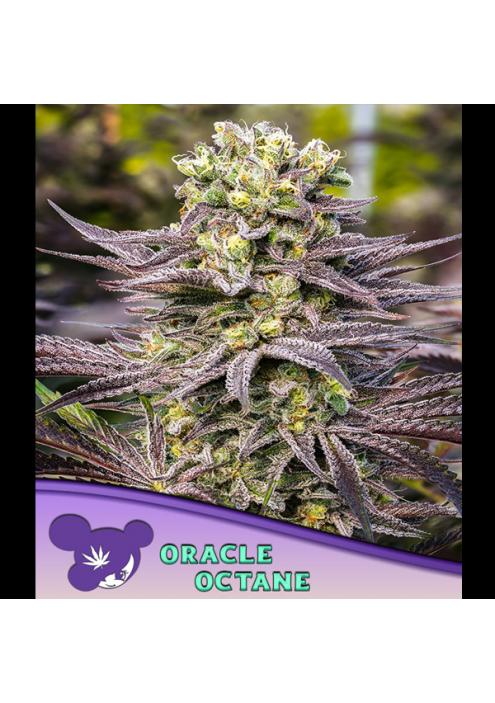 Oracle Octane fem. Anesia