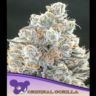 Original Gorilla fem. Anesia