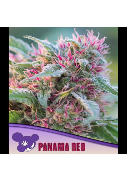 Panama Red fem. Anesia