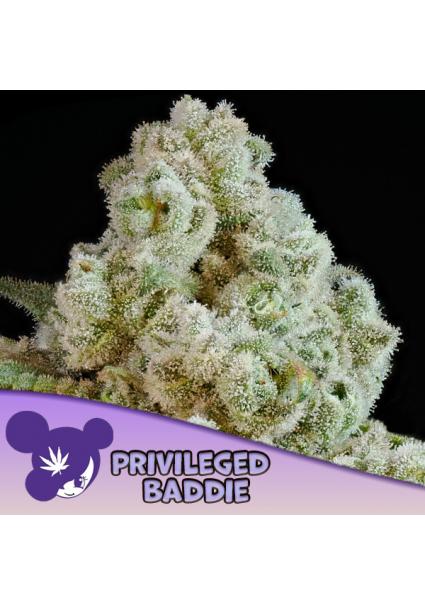 Privileged Baddie fem Anesia