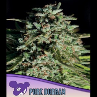Pure Durban fem. Anesia