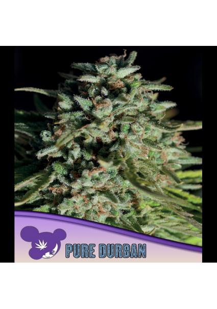 Pure Durban fem. Anesia