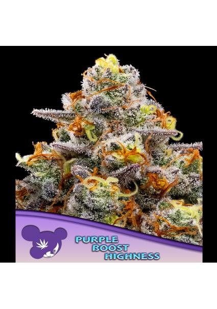 Purple Boost Highness fem....