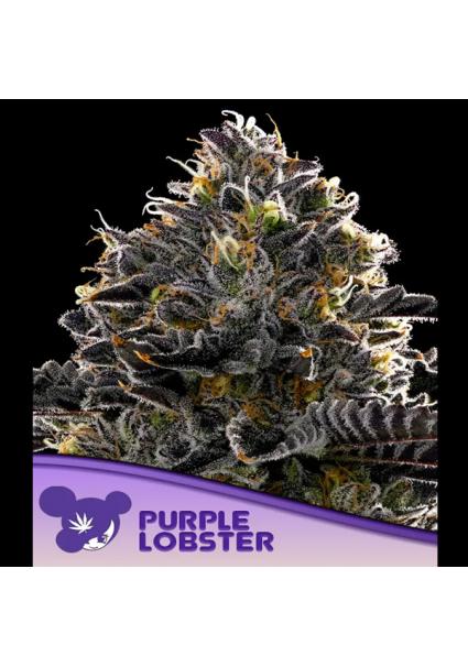 Purple Lobster fem. Anesia