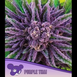 Purple Thai fem. Anesia
