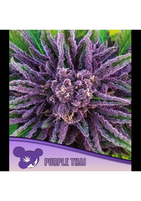 Purple Thai fem. Anesia
