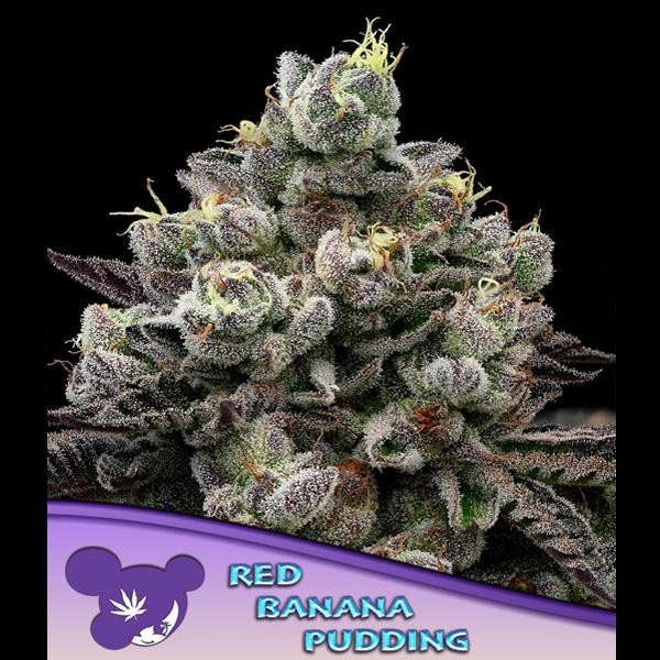 Red Banana Pudding fem. Anesia