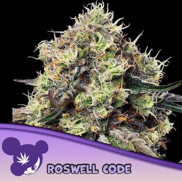Roswell Code fem Anesia