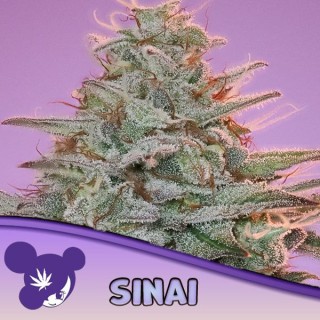 Sinai fem Anesia