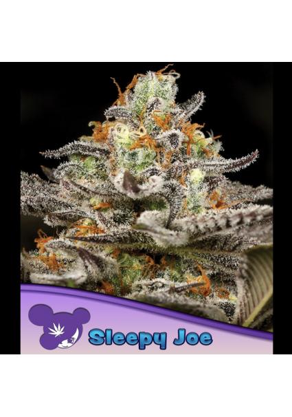 Sleepy Joe fem. Anesia