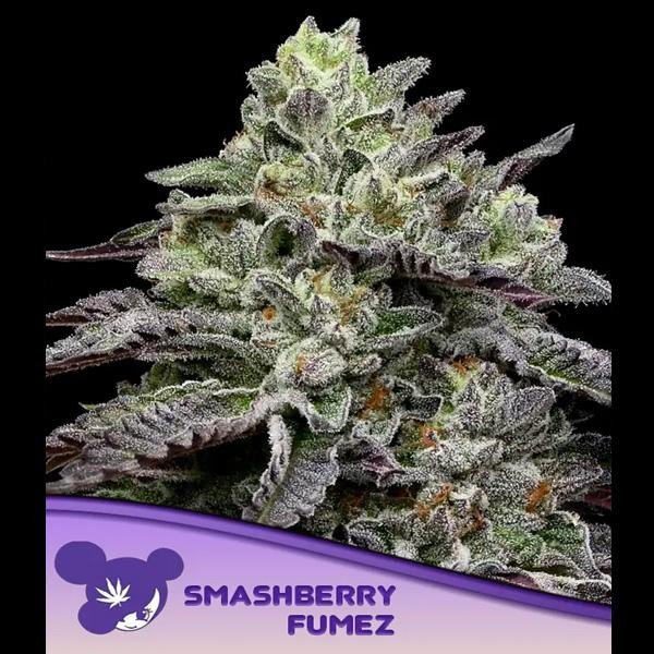 Smashberry Fumez fem. Anesia