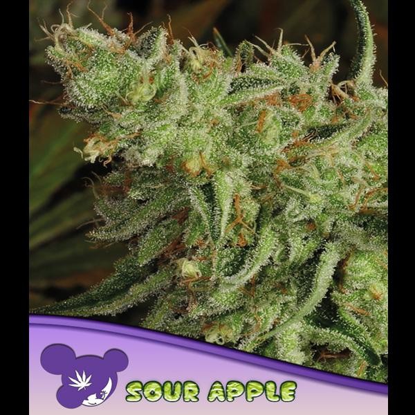 Sour Apple fem. Anesia
