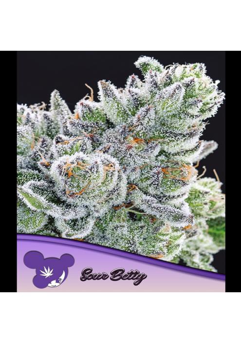 Sour Betty fem. Anesia
