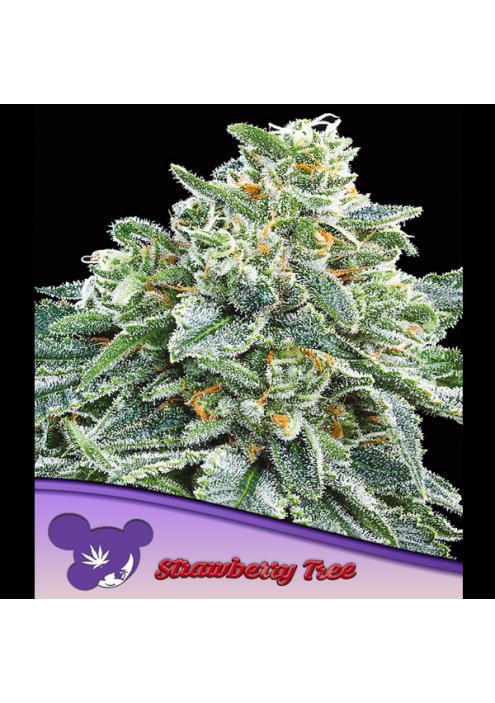 Strawberry Tree fem. Anesia