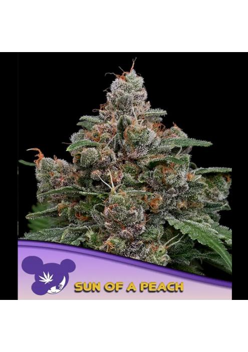 Sun of a peach fem. Anesia