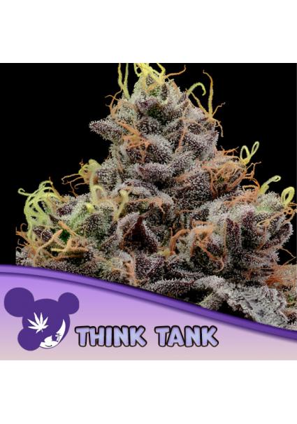 Think Tank fem Anesia