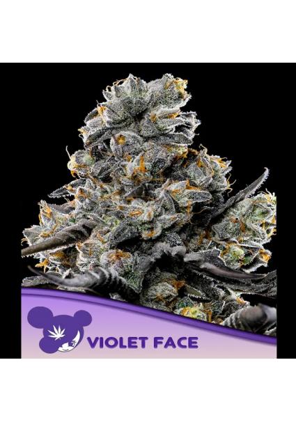 Violet Face fem. Anesia