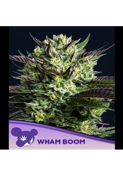 WHAM BOOM fem. Anesia