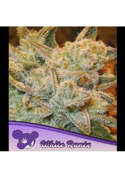 White Runtz fem. Anesia