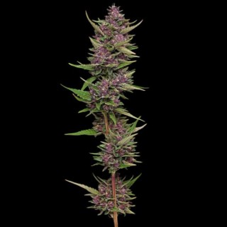 All Gas OG  fem Humboldt Seeds Company