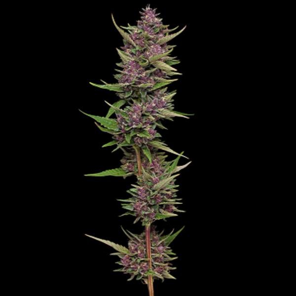 All Gas OG  fem Humboldt Seeds Company