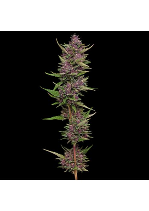 All Gas OG  fem Humboldt Seeds Company