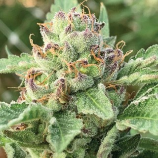 Apple Blossom fem Humboldt Seeds Company