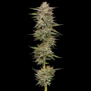 Auto Banana OG fem Humboldt Seeds Company