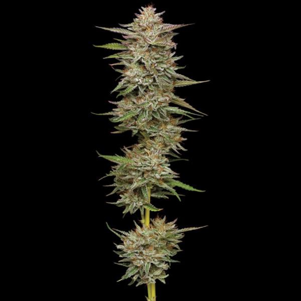 Auto Banana OG fem Humboldt Seeds Company