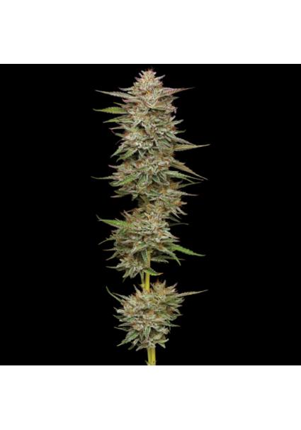 Auto Banana OG fem Humboldt...