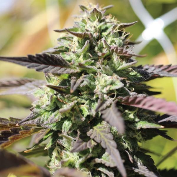 Auto Chunkadelic fem Humboldt Seeds Company