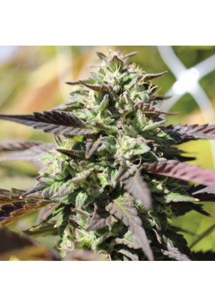 Auto Chunkadelic fem...