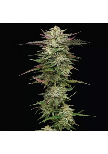 Auto Humboldtt Headband fem...