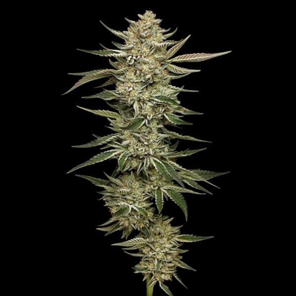 Auto OG Triploid fem Humboldt Seeds Company