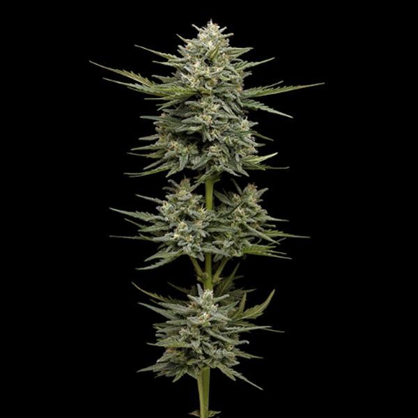 Auto Vanilla Latte fem Humboldt Seeds Company