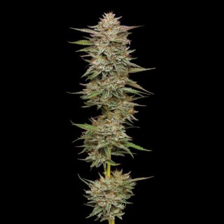 Banana OG fem Humboldt Seeds Company