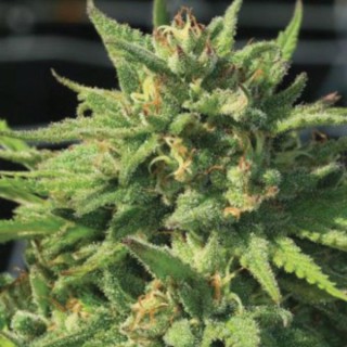 Bigfoot Glue fem Humboldt Seeds Company