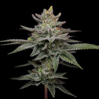 Blueberry Cupcake fem Humboldt Seeds Company