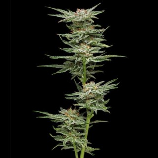 Blueberry Muffin fem Humboldt Seeds Company