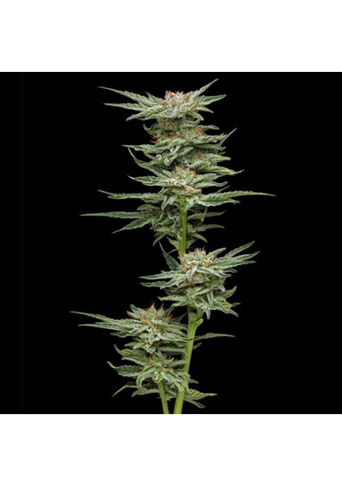 Blueberry Muffin fem Humboldt Seeds Company