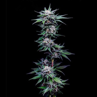 Blueberry Pancakes fem Humboldt Seeds Company