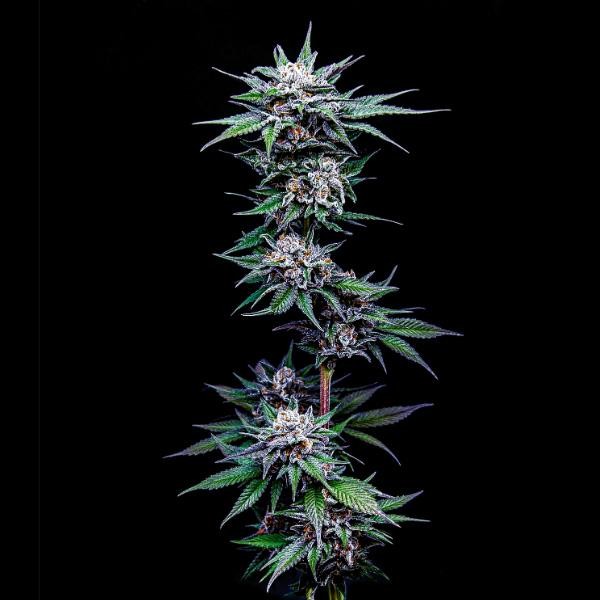 Blueberry Pancakes fem Humboldt Seeds Company