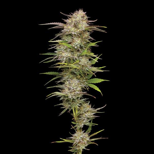 California Haze fem Humboldt Seeds Company