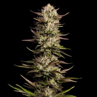 California Octane fem Humboldt Seeds Company