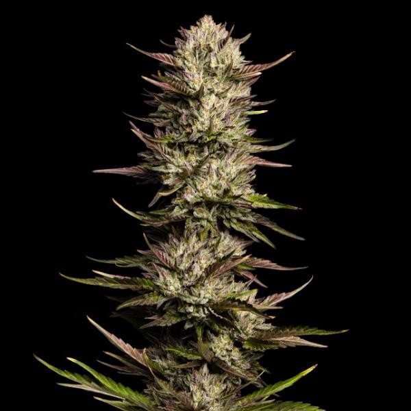 California Octane fem Humboldt Seeds Company
