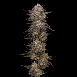 Chicken N'Wafflez Feminized fem Humboldt Seeds Company